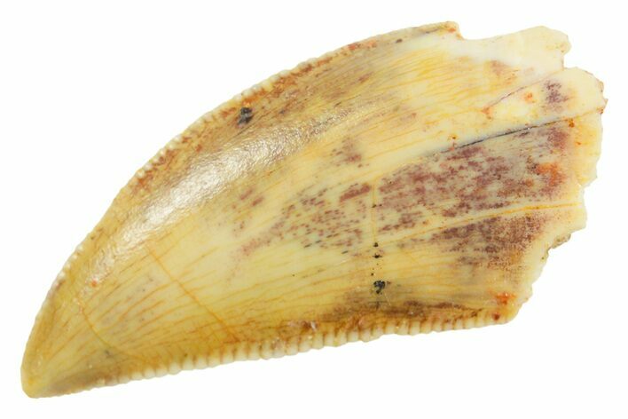 Serrated Raptor Tooth - Real Dinosaur Tooth #364879